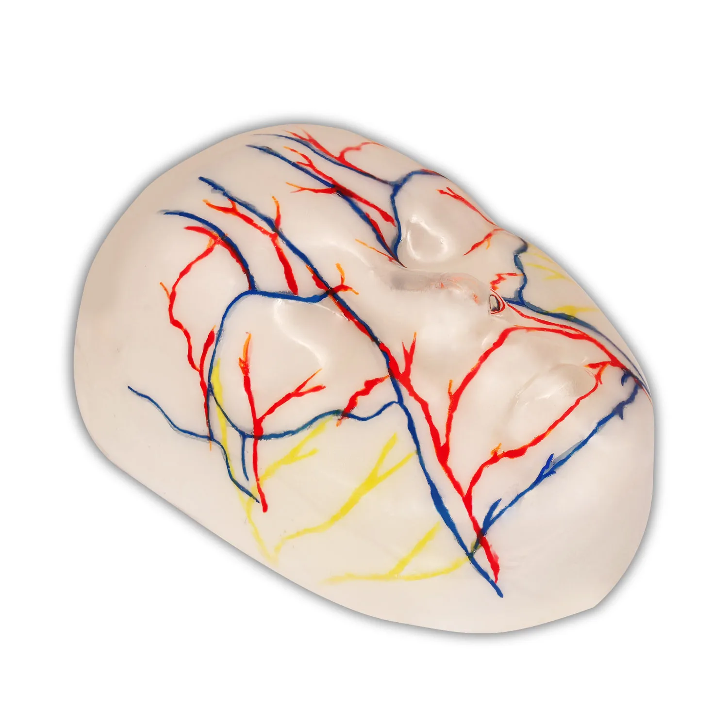 Facial Injection Training Simulator for Cosmetic Procedures