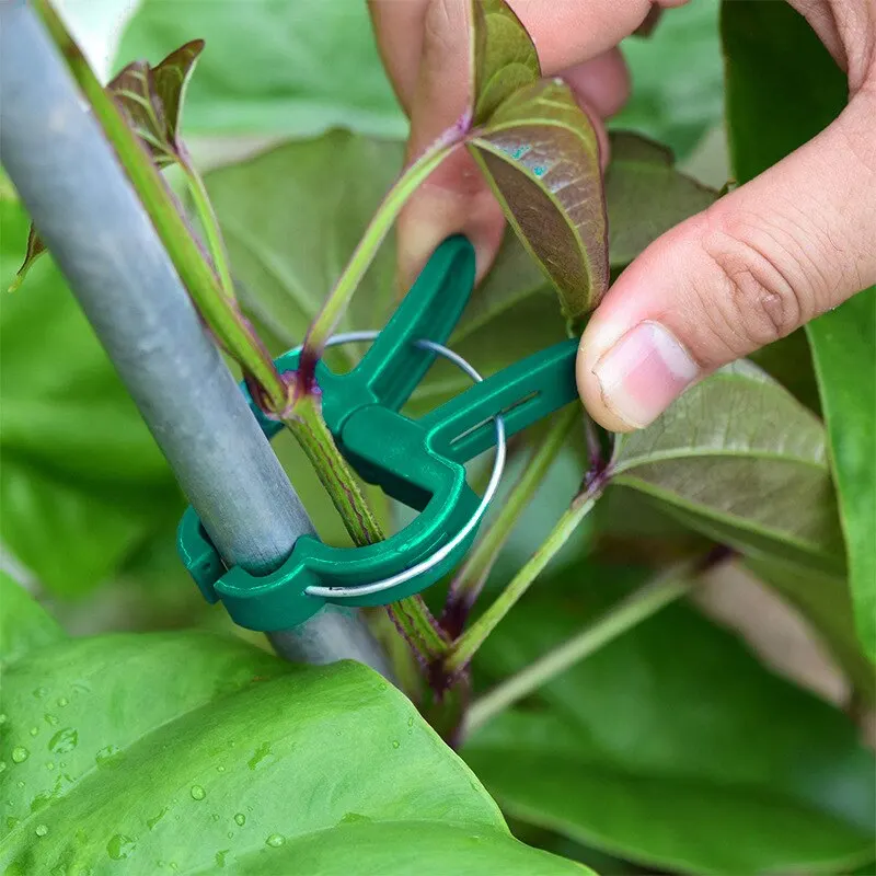 Zielony klips ogrodowy 20 sztuk/paczka roślina warzywna Rhizome gałąź kwiatowa plastikowy klips stały klips ogrodniczy mały i duży po 10 sztuk