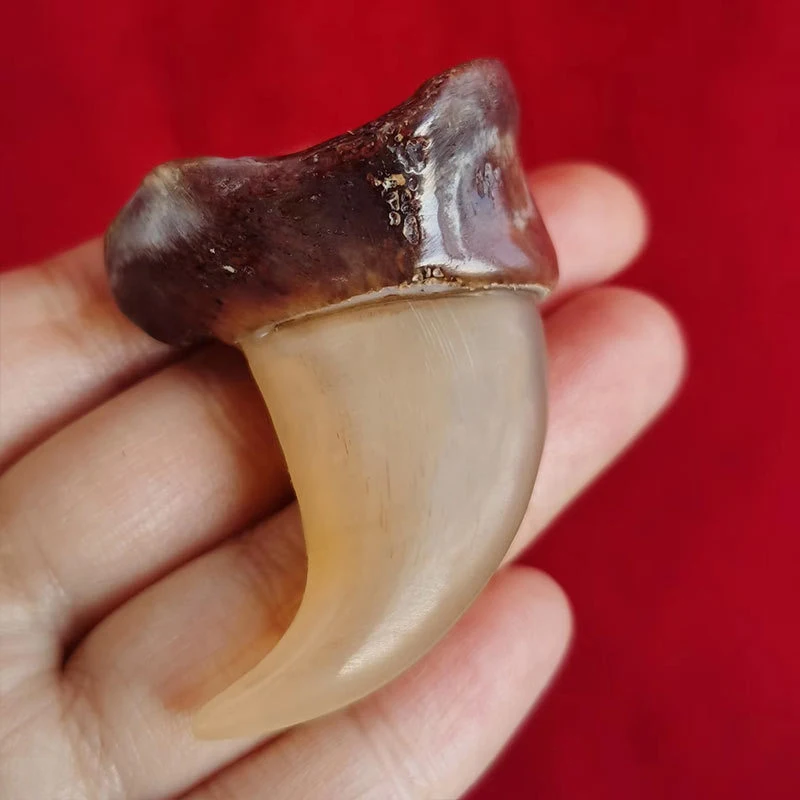 

And Cow Bone Polished Handle Hook 45Mm Accessory Parts