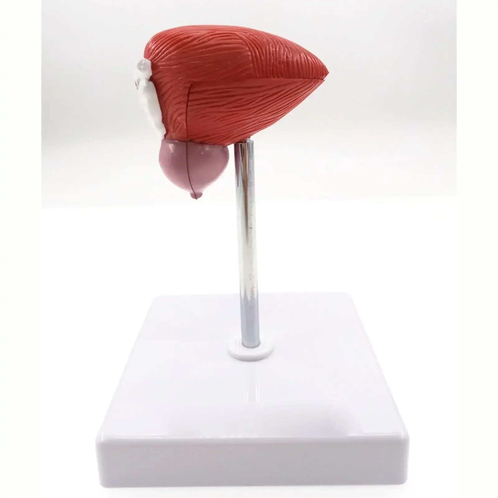 PVC Natural Life Size Anatomical Human Urinary Bladder Prostate Model Medical Urology Anatomy