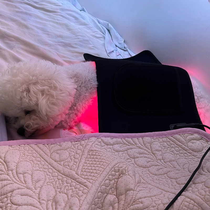 

Ветеринарный пояс для лечения холодного лазера — инфракрасная терапия красным светом для облегчения боли при артрите и суставах собаки