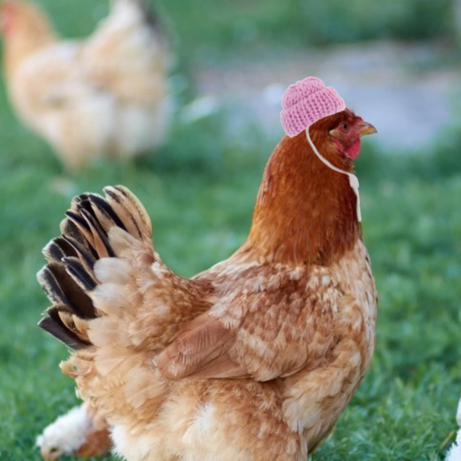 

10Pcs Pet Mini Hats Chicken Knitting Adjustable Warm Hat Adornments for Hen Holiday Party Christmas Portrait Chicken Hat