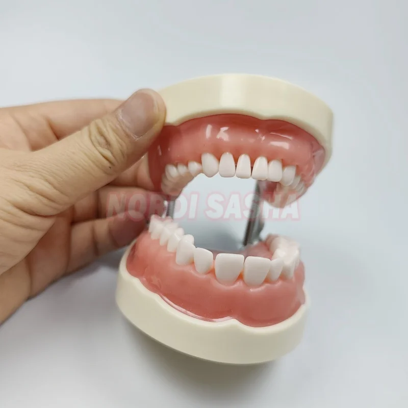 Thumbnail 3 - #57 Dental Teaching Models List of Top Picks