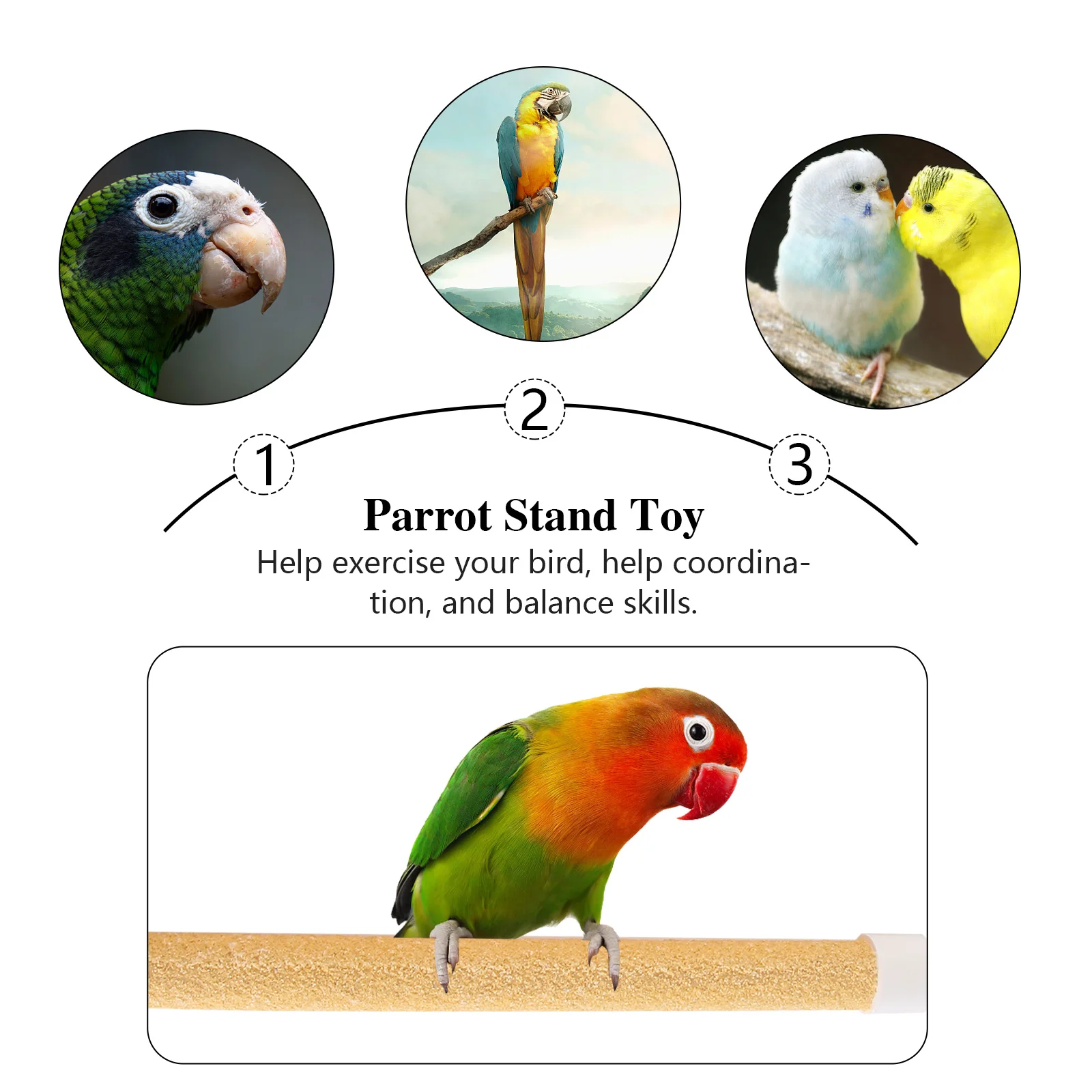 

Parrot Stand Frosted Design Safe Durable Pet Bird Chew Play Shower Rack Practical Parrot Training Stand Bird