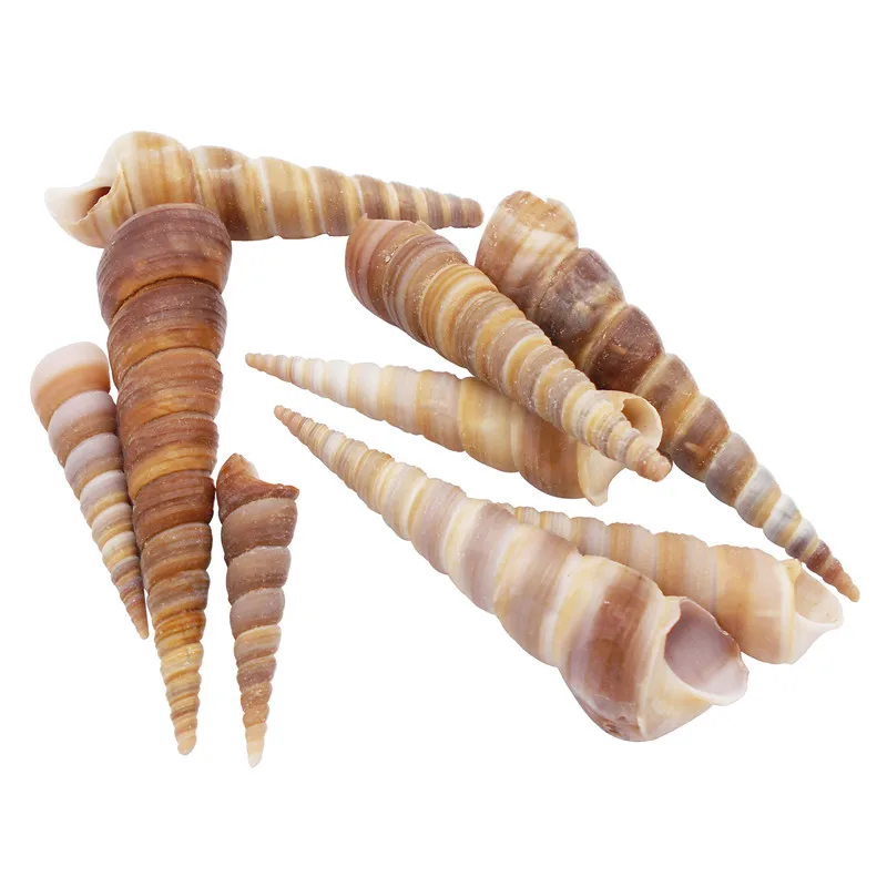 

10PCS 30-90mm Natural Screw Shell Charms Seashell Conch Home Decor DIY Craft Handmade For Jewelry Making Ornament