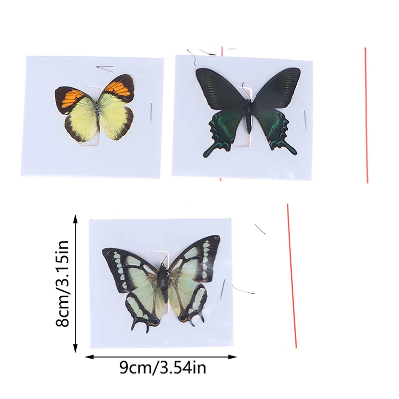 1pc echte Schmetterlings proben seltene und exquisite Exemplare für die Sammlung von Heim dekorationen zum Unterrichten besonderer Geschenke