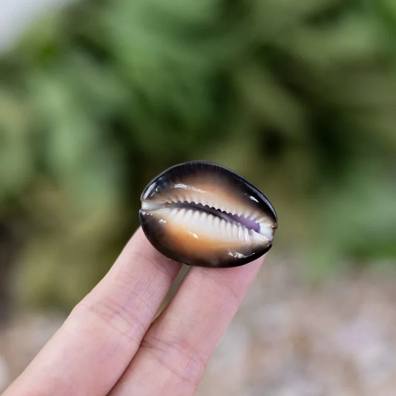 New 5pcs Natural Conch Shell Purple Heart Snail Popular Science Home DIY Photo Frame Decoration Fish Tank Ornaments