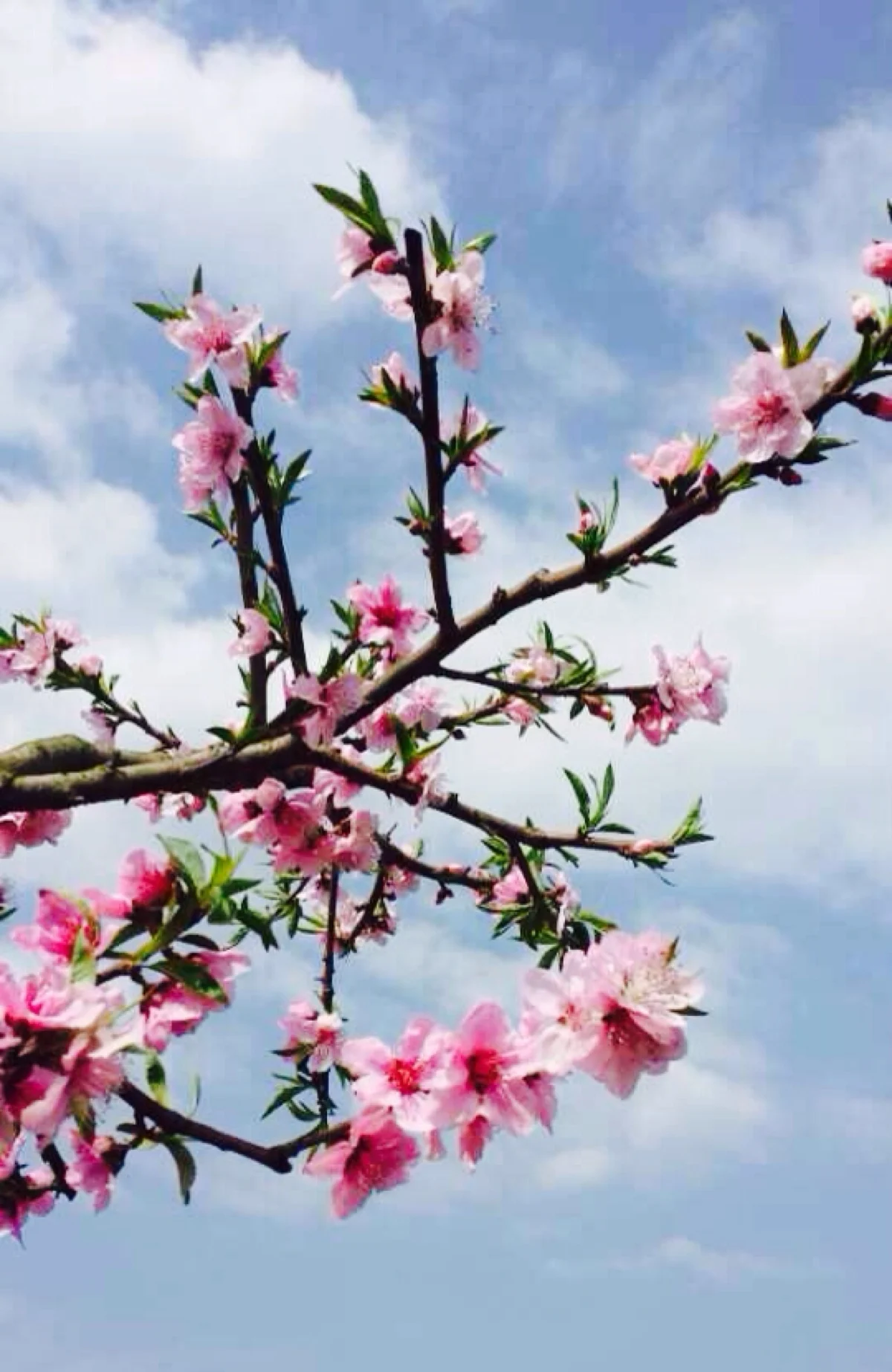 

1/10 RC Racing Wheels Tires Metal Wheel Rims Hub12mm Hex for RC Car HSP 94122 Tamiya XV01 TT02 HPI Kyosho Sakura CS D4