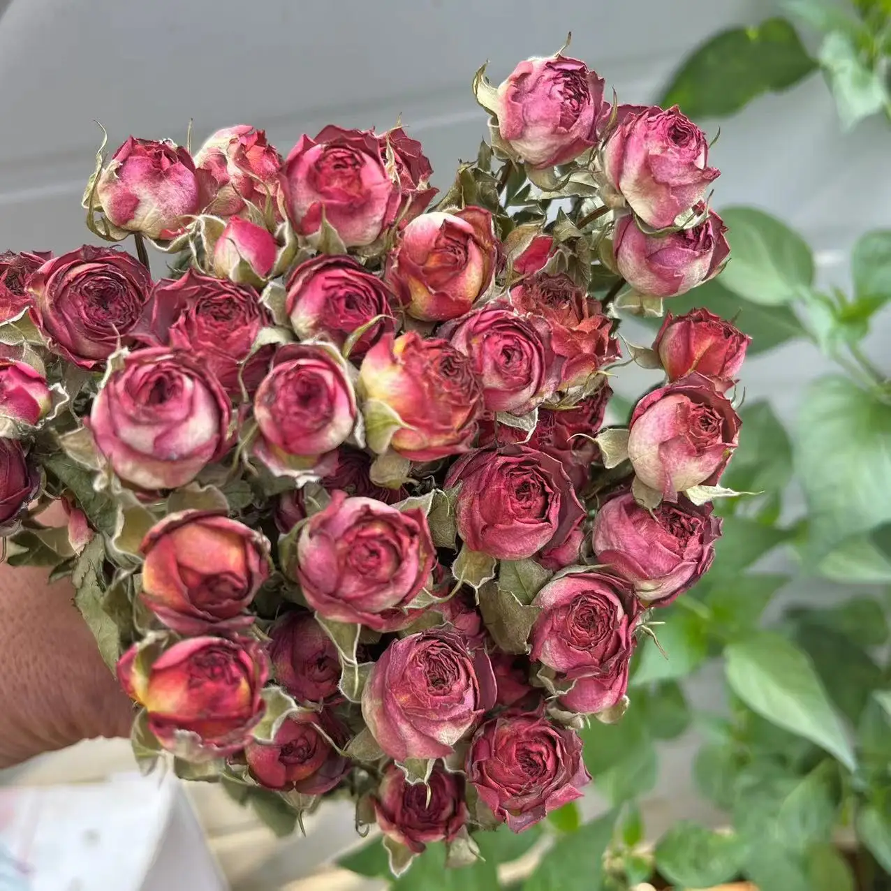 Thumbnail 4 - #40 Trending Dried Flowers Right Now