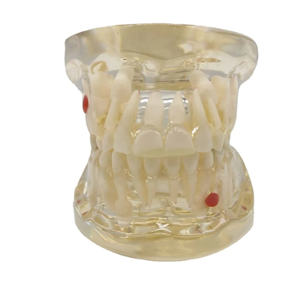 Детская модель лиственных зубов зубных зубов