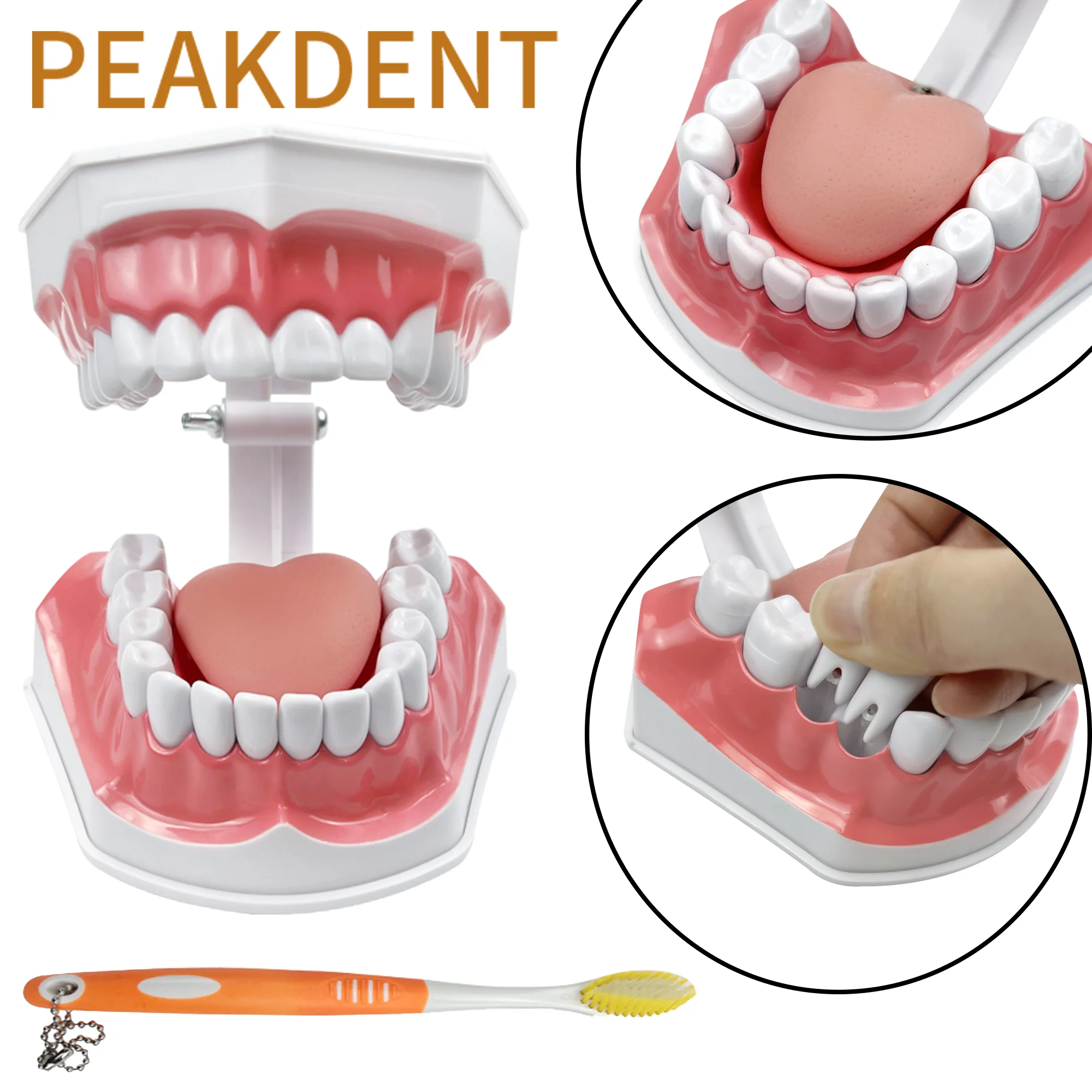 

2 Time Teeth Model With Toothbrush Brush Dental Demonstration Model With Tongue Model for Kids Teeth Brushing Learning