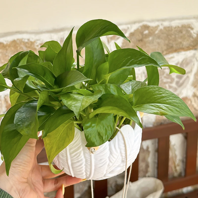 Plant Parent - 흰색 질감 레진 벽걸이 화분, 깃털