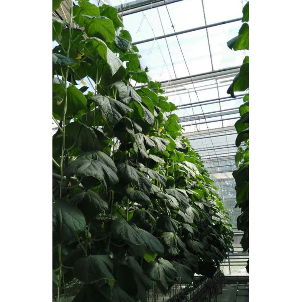 5 шт. крючки для посадки томатов, зажимы для посадки огурцов и вишни