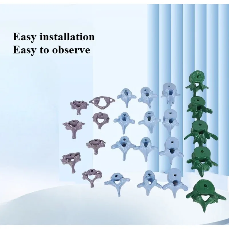 Human Spine Model Loose Parts Color Loose Spine Installation Simple Medical Teaching Student Tool