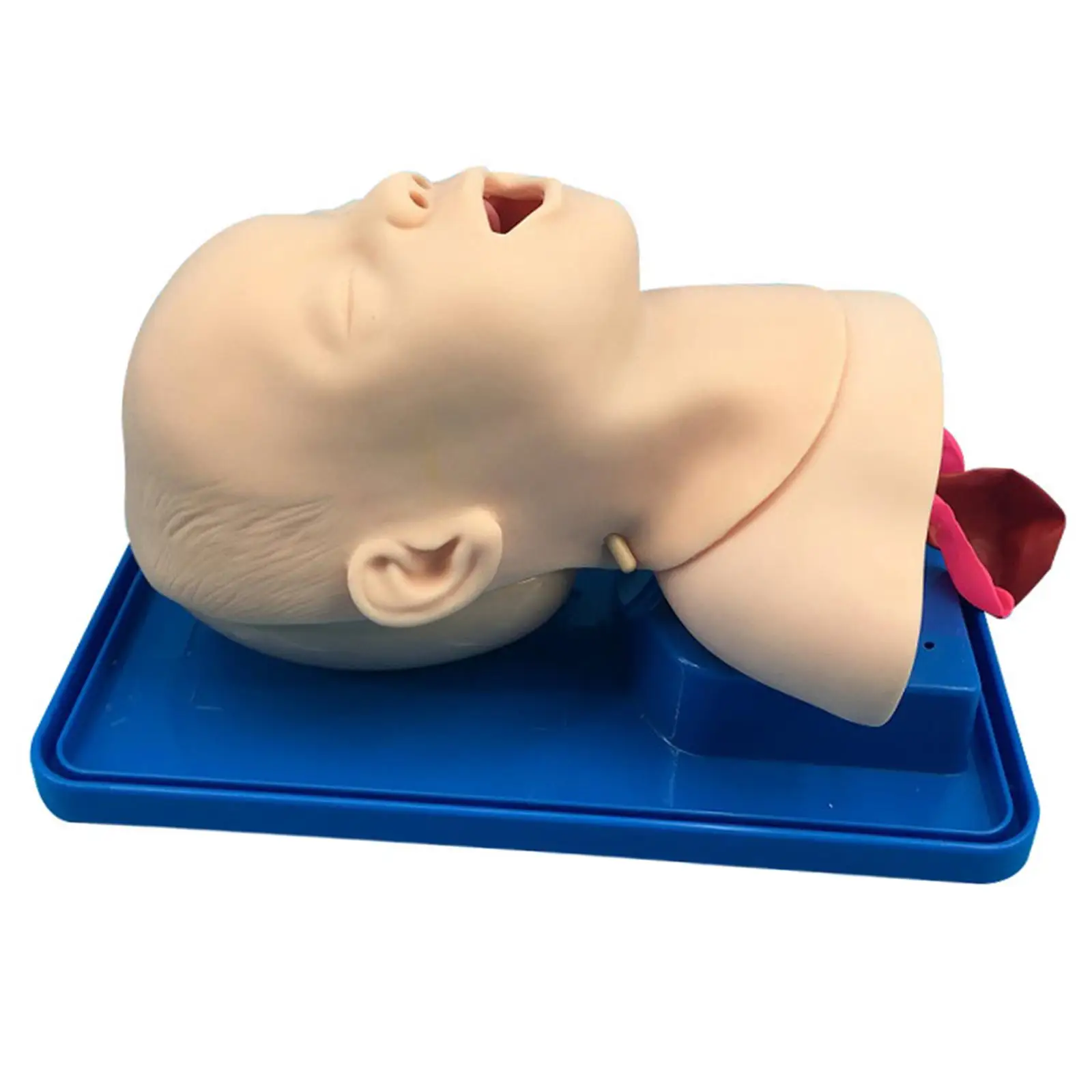 

Pediatric Intubation Manikin Infant Tracheal Intubation Model for Study