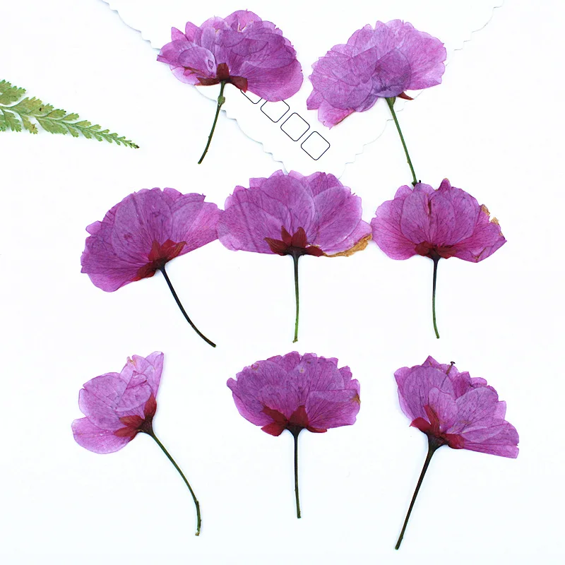24 Stück, echte gepresste Kirschblüten, getrocknete Blumen für DIY-Handy-Lesezeichen, Grußkarten, Epoxidharz-Schmuck, Kerzenherstellung, Bastelzubehör – Detail 2