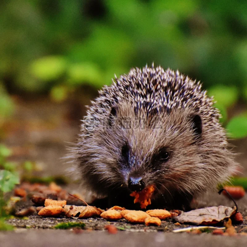 

RC Jet Engine Kit Underwater Jet Boat 4-Blade CW CCW Thruster Engine/Brushless 40A ESC/Servo Tester/Radio Transmitter DS600