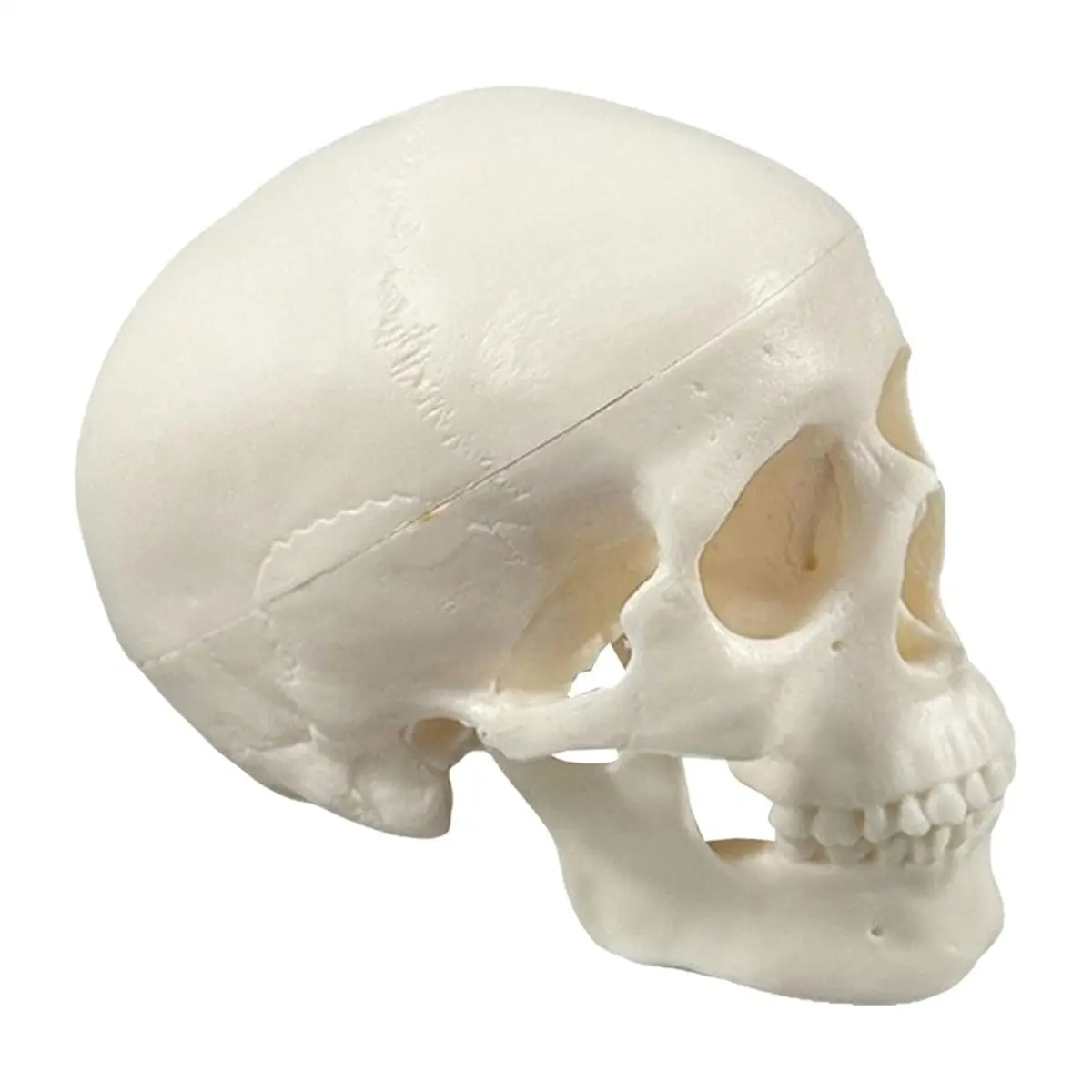 DT38 Human Skull Model - Anatomy Skeleton Head, Mini Realistic Bone Model for Medical Art Learning, Educational Teaching Tool