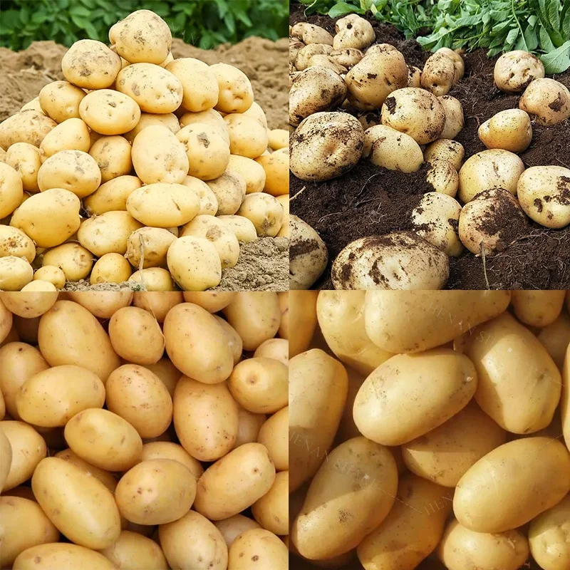 Sweet Potato Cultivator Planter Seeder Machine 4 Rows Potato Seeder Machine Potato Seeds for Planting