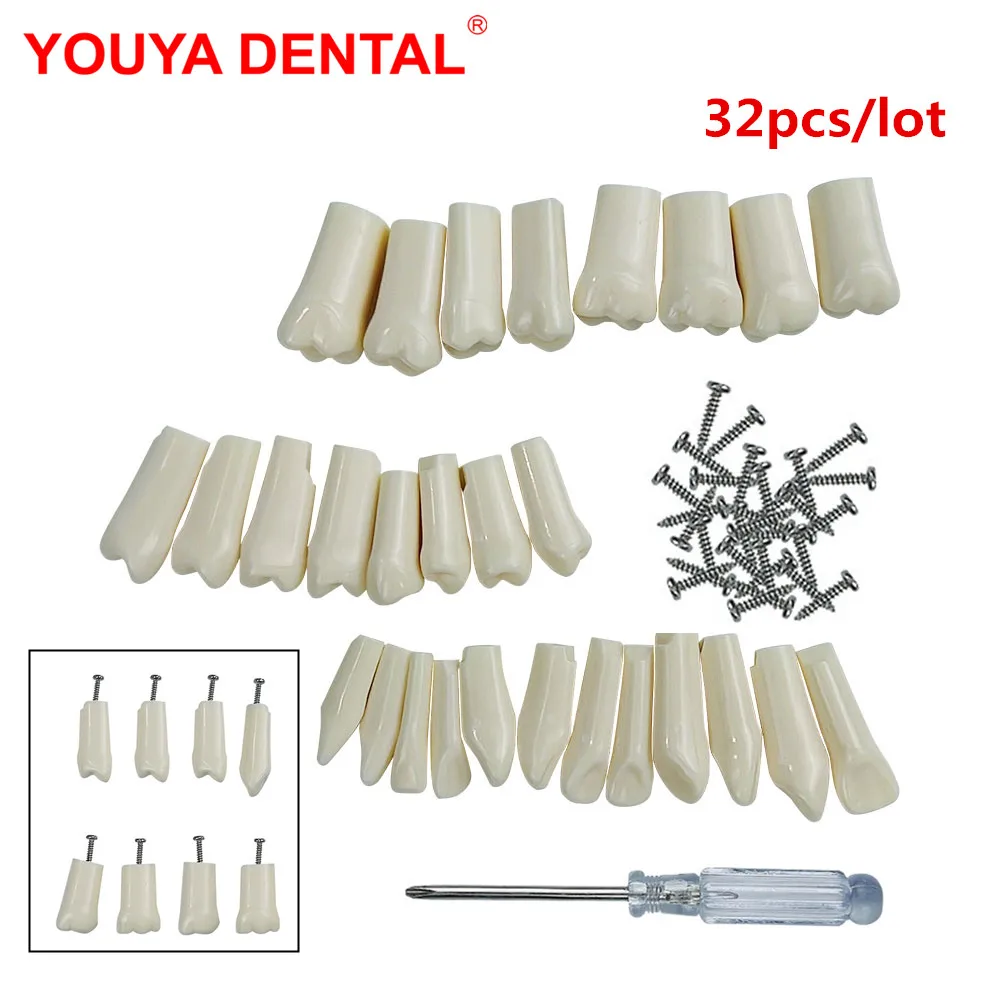 Dental Typodont Model With Removable Teeth 32 Teeth Model For Dental Technician Practice Training Studying Teaching   Jaw Models