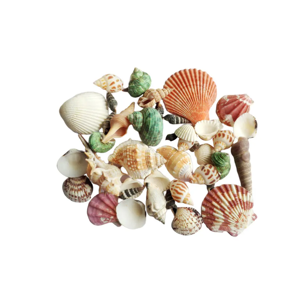 

Mixed Conch Shell Accessories Natural Colorful Ornaments Fish Tank Decor Landscape DIY Gifts Seashell Craft High Quality