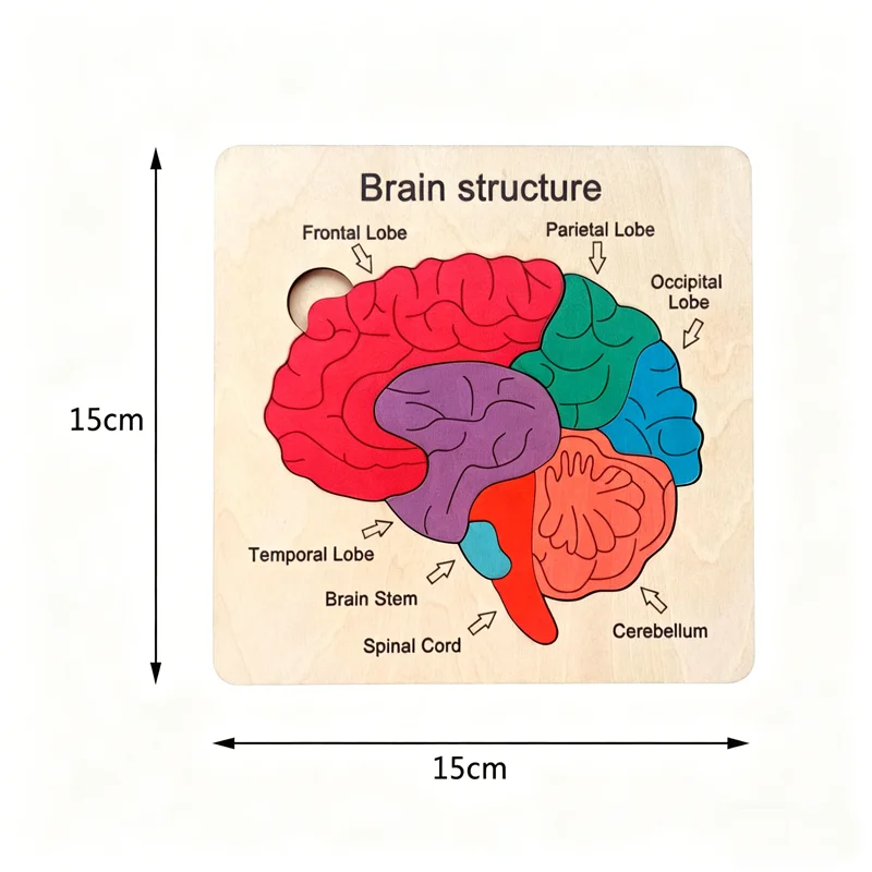 

DIY Wooden Puzzle Model Cardiac Brain Eye Ear Early Education Teaching Enlightenment 2layer Wood DIY Crafts Wooden Home Decor