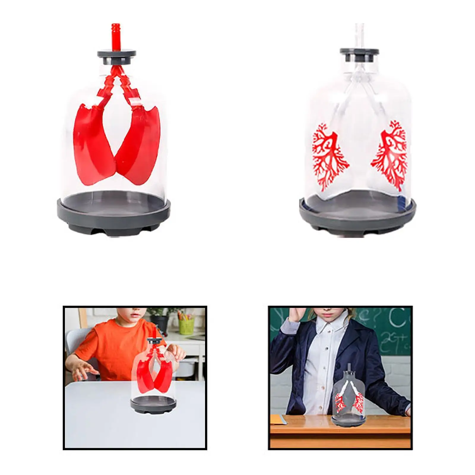 Lung Function Demonstration Model Detachable Science Learning DIY Teaching Aid for 8+ Year Old School Teens All Ages Children