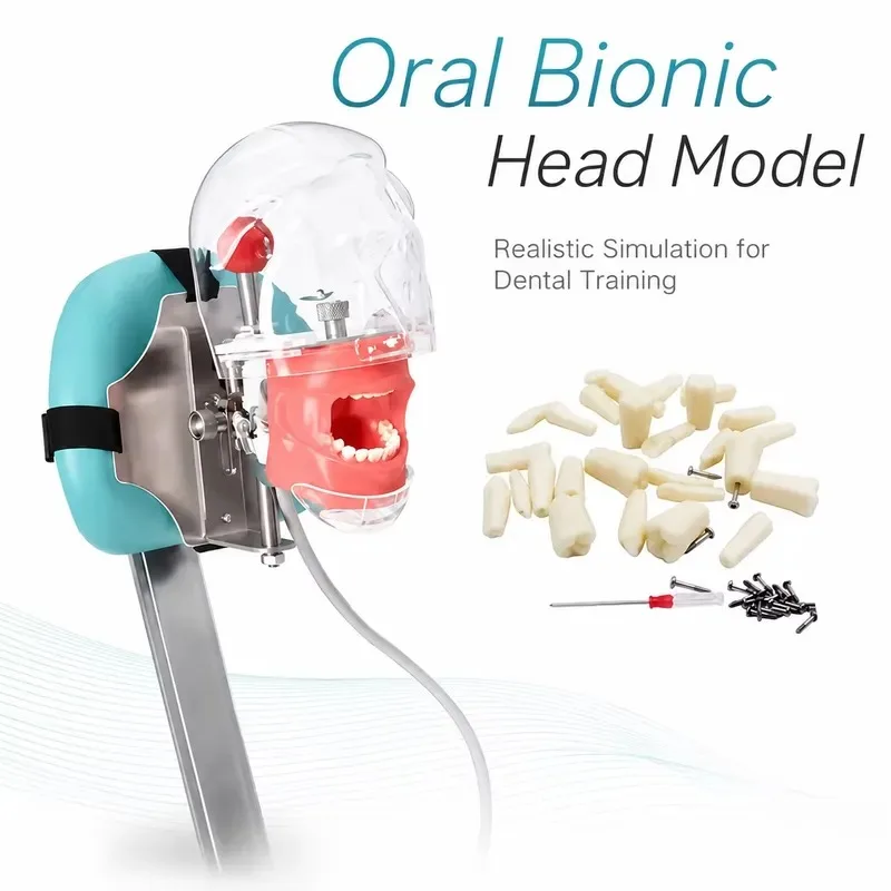 Hot Sale High Quality Transparent Rotatable Bionic Phantom Head Model for School Students Clinical Education 28