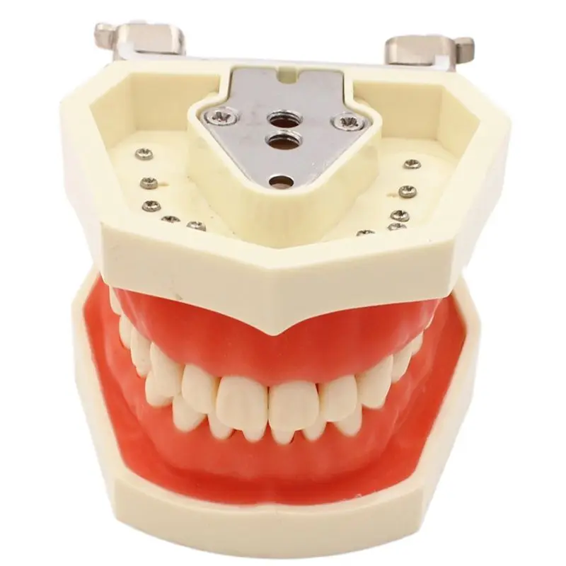 Modelo Dental modelo de dientes de goma, modelo de enseñanza de dientes estándar, Typodont, demostración con diente extraíble, 200H