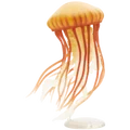 Pacific Sea Nettle