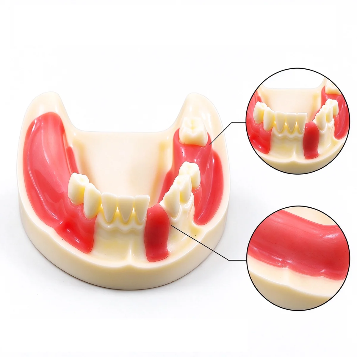 Dental Tooth Model Dentistry Implant Practice Model For Cutting Implant And Suturing Practice with Cancellous Bone Dental Lab