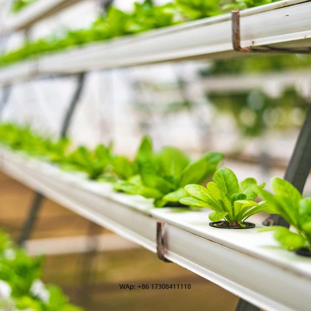Multi Layer NFT a Frame Hydroponic Growing System with Efficient Nutrient Flow Design for Leafy Vegetables