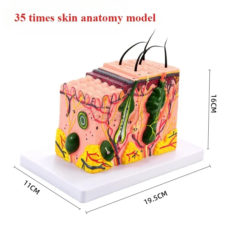 50Times Magnified 3D Human Skin Model Block Enlarged Plastic Hair Layer Structure Anatomical Anatomy Medical Teaching Tool