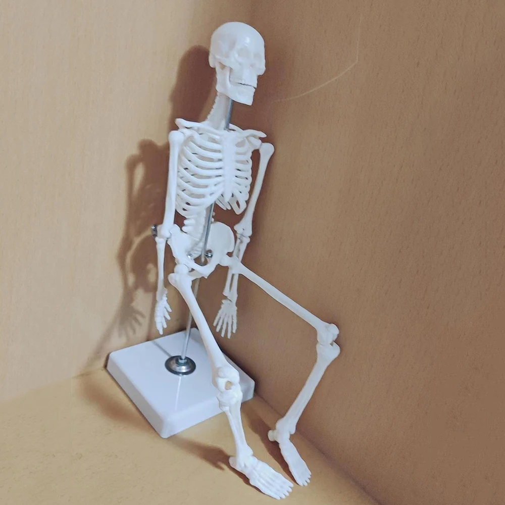 20CM/45CM Human Skeleton Model Anatomy Human Body Models Joint Medical Model for Study Learn Teaching Popular Science Supplies