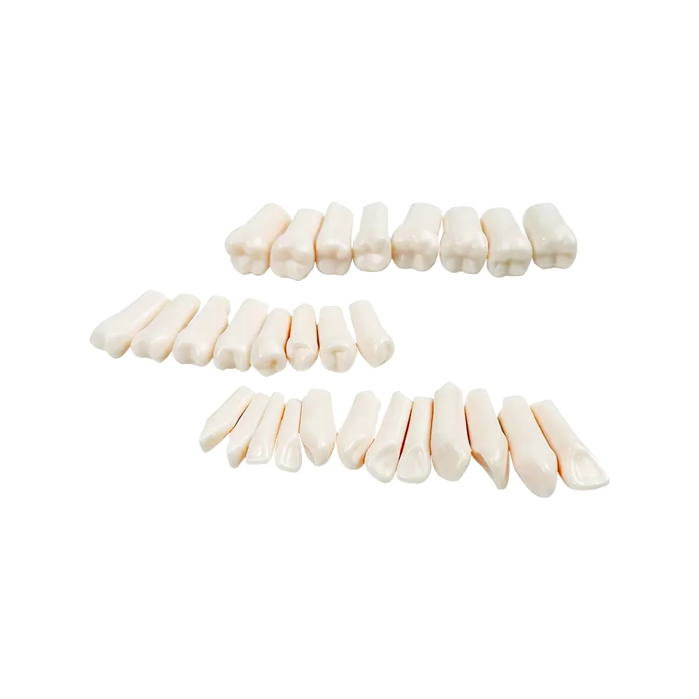 28/32pcs  Dental Teeth Model For Dental Technician Practice Replacement Teeth For Nissin Models / Dental Simulator Head Model