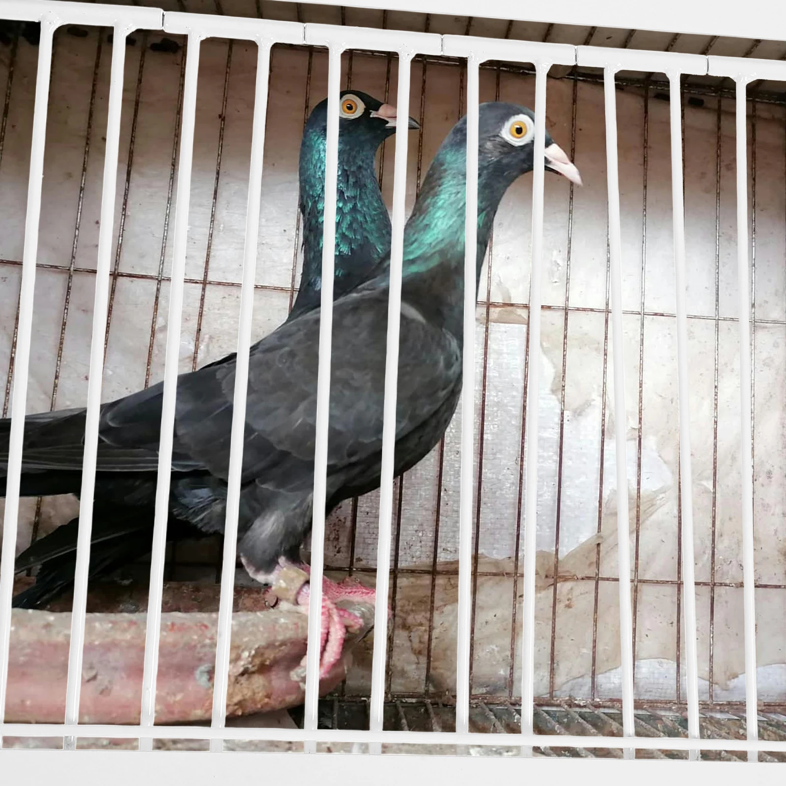 

Pigeon Cage Door Bird Entrance Gate for Homing Coop Fence One Way House Pet Door High Quality Iron Durability