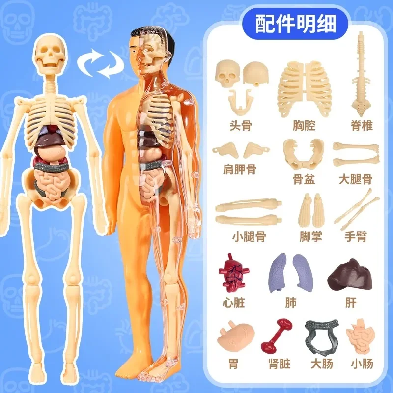 28cm Anatomical Model of Human Skeleton Viscera Heart Stomach  Lungs  Intestines  Assembled