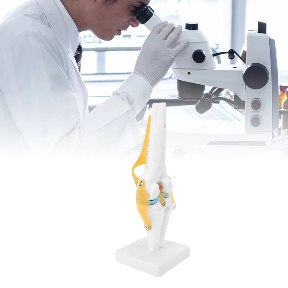 PVC Human Knee Joint Model Anatomical Shape Multi Colors Knee Bone Model Life Size Detachable Structure