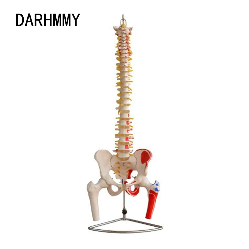 DARHMMY  85CM Vertebral Column Model with Pelvis  Femur Heads Painted Muscles Model