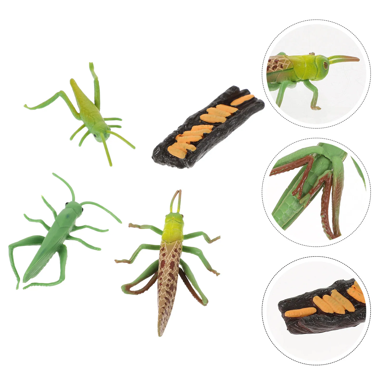 

1Set Plastic Grasshopper Growth Cycle Cognitive Educational Playthings for Kids Natural Science Learning Grasshopper Figurines