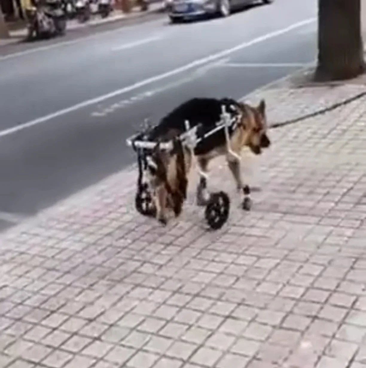 HEDY PW02 Sedia a rotelle regolabile a 4 ruote per cani da compagnia e gatti, per morsi feriti, cani da compagnia, gambe posteriori posteriori, riabilitazione e recupero