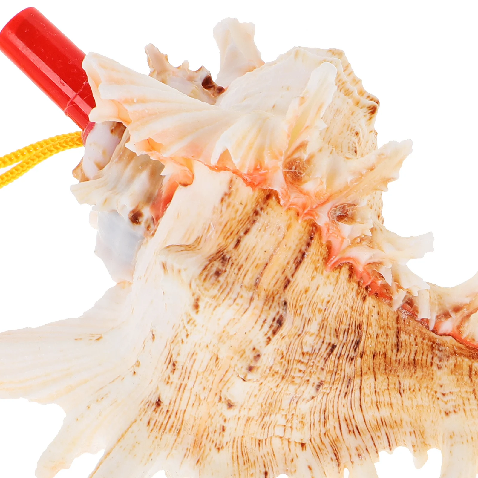 البحر الطبيعي محارة القرن صافرة متعددة لهجة صوت واضح الكبار لعب السفر السياحة حفلة تفضل أداة عزف موسيقى قذيفة كبيرة #2