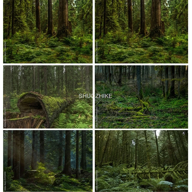 

Tropical Coniferous Forest Moss Covered Fallen Trees Photography Backdrops Prop Sunlight Nature Landscape Theme Background ZL-10