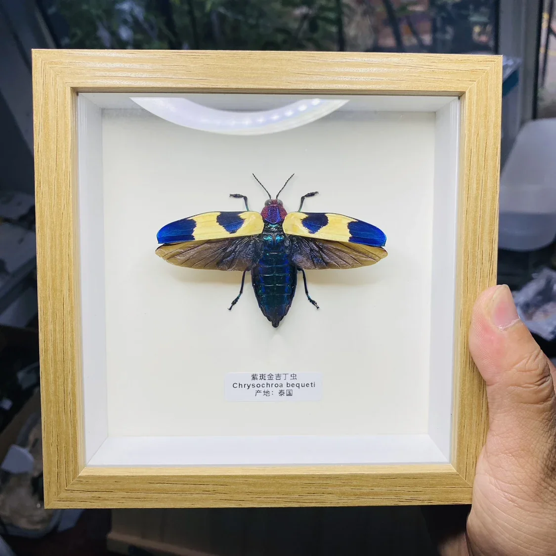 

Real Insects Specimen Photo Frame Decorative Painting Real Beetles Young Children Science Family Ornaments Crafts Special Gifts
