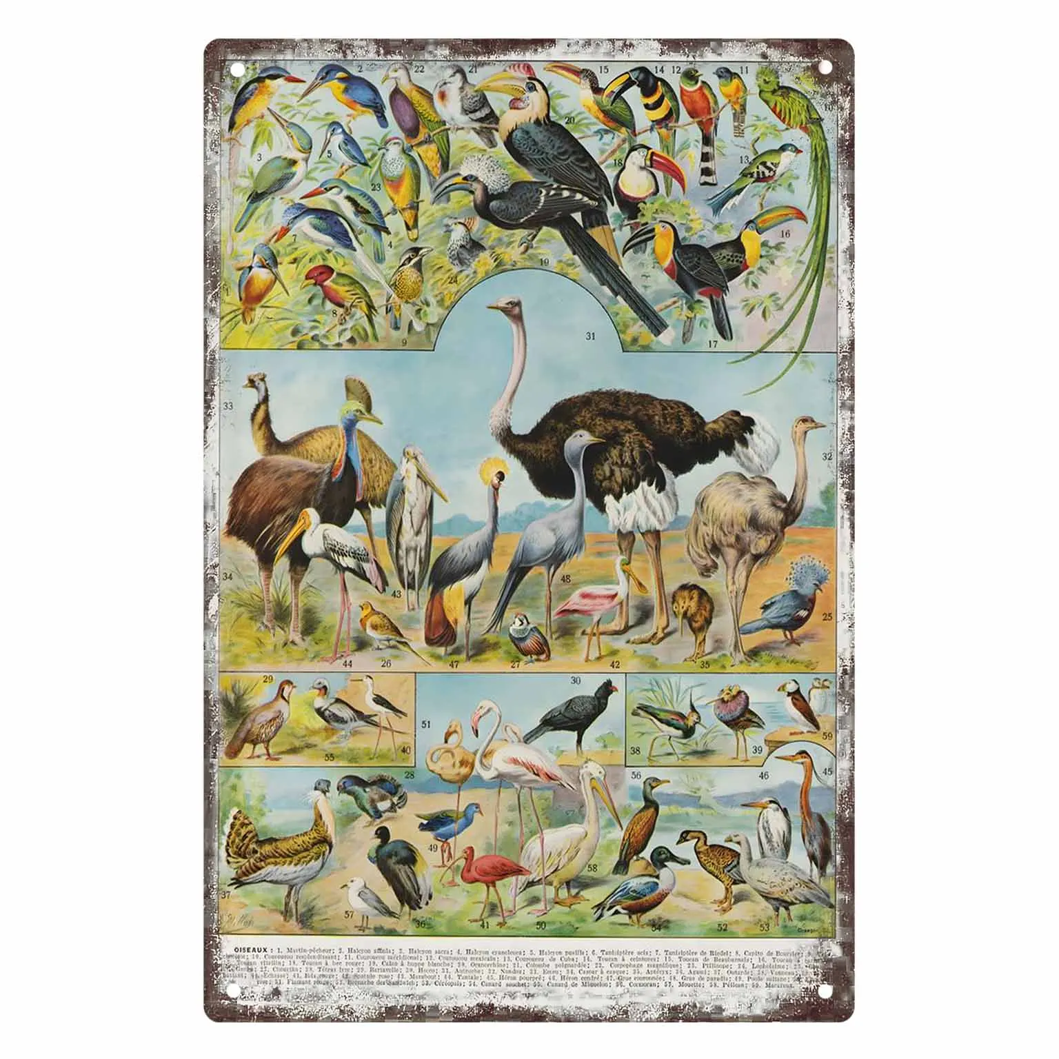 2D FLAT 1pc Vintage Bird Species Illustration Metal Wall Sign Decoration for Home Cafe Garage Bedroom Porch And Garden