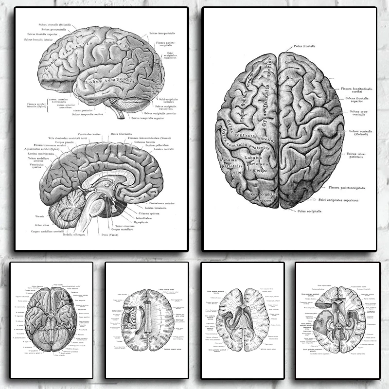 Anatomical Brain Structure Posters Art Medical Antique Anatomy Print Cardiologist Doctor Decor Clinic Wall Canvas Painting