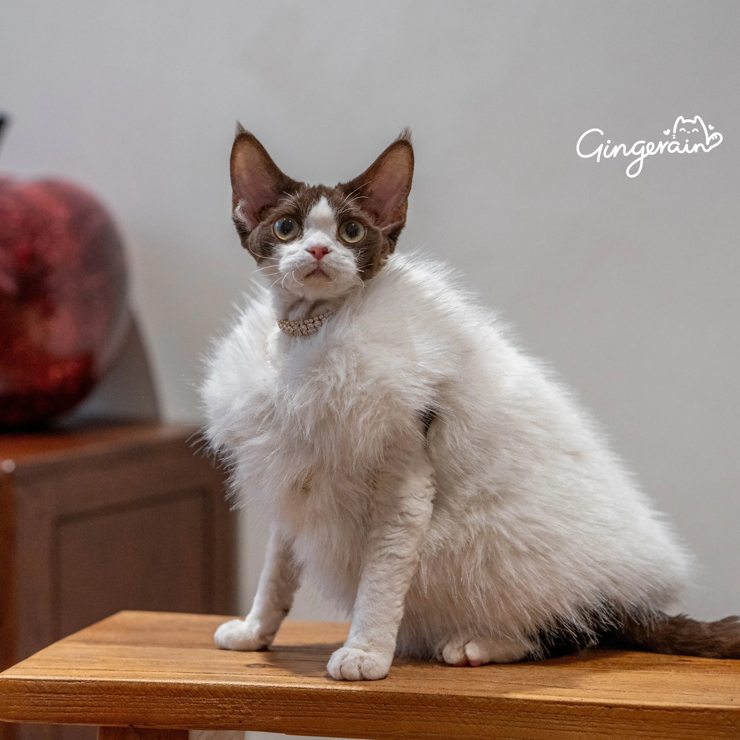 Kleding voor vrouwelijke katten Winterbontkledingjas voor Sphynx-katten Warm lief kostuum voor Devon Abyssinische kittens in de herfst