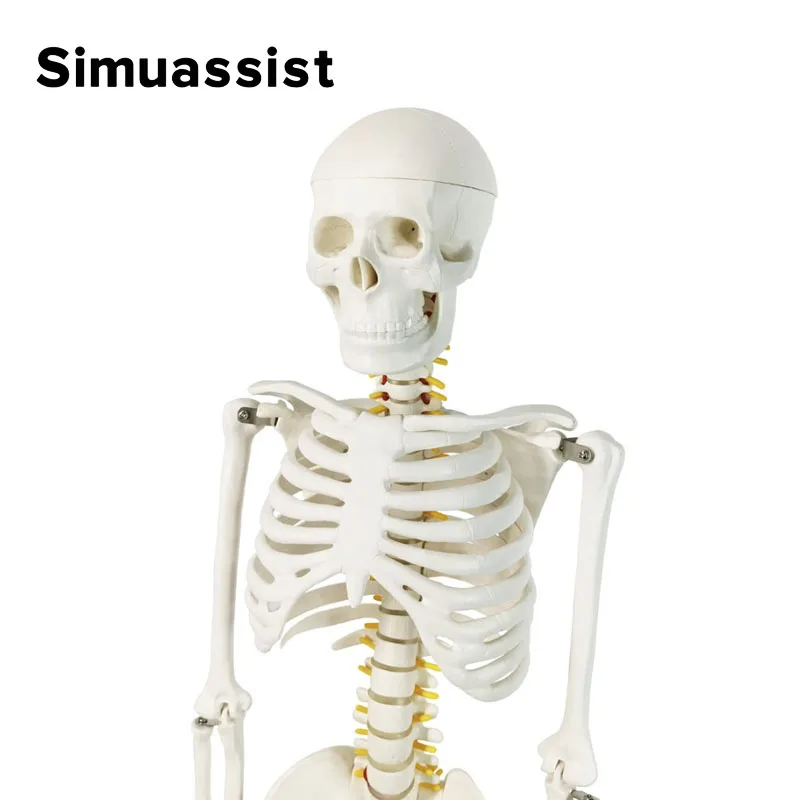 85CM Human Skeleton Model 85cm White Bone Include Nerve Root Full Body Plastic Anatomical Medical Model Teaching Resource