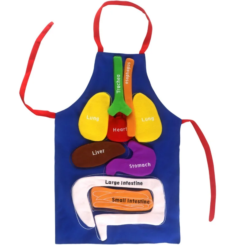 3D Organ Apron, Anatomy Apron Human Body Organs Awareness Educational Toy for Home Preschool Teaching Aid Human Home Preschool