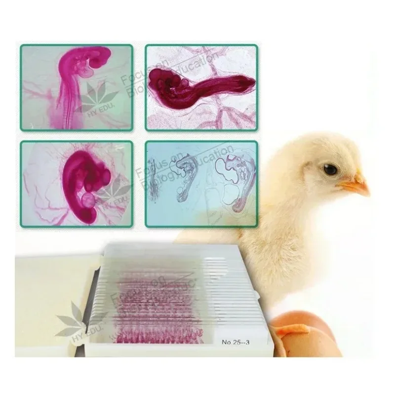 44 piezas de rodajas de muestras embriológicas 24/48/72/96 horas 15 variedades de embriones de pollo sección serie microscopio diapositiva Microscopio